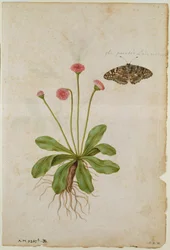 Marguerite : et papillon peint, vers 1568, par J.le Moyne de Morgues (vers 1530-88)