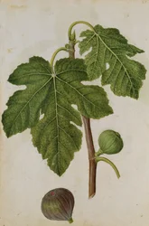 Fig : Ficus, vers 1568, par J.le Moyne de Morgues (vers 1530-88)