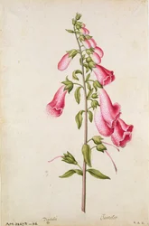 La digitale : Digitalis purpurea, vers 1568, par J.le Moyne de Morgues (vers 1530-88)