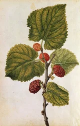 Mûrier : Morus Nigra, vers 1568 (lithographie en couleur)