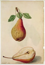 Poire : Pyrus communis, vers 1568, par J.le Moyne de Morgues (vers 1530-88)