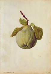 Coing : Cydonia vulgaris, vers 1568, par J.le Moyne de Morgues (vers 1530-88)