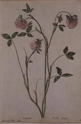 Triflorium pratense