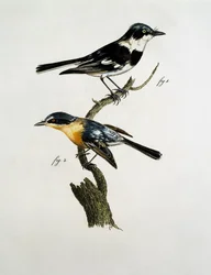 Mâle et femelle de Pririt Batis (Batis pririt)