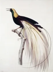 Paradisea grandis, mâle