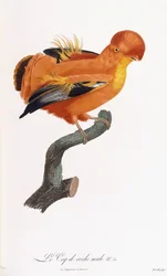 Coq-de-roche mâle