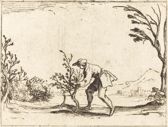 Homme coupant un baumier