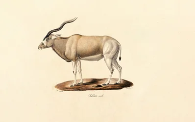 Antilope Addax