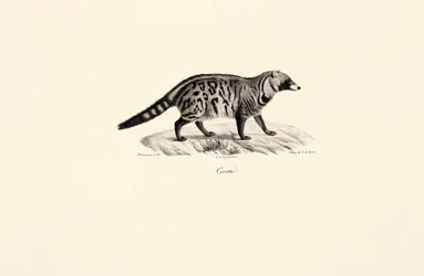 Civette africaine (Civettictis civetta)