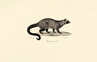 Civette africaine