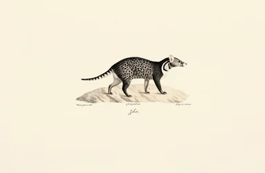 Civette africaine