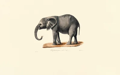 Éléphant d