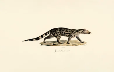 Civette palmiste africaine