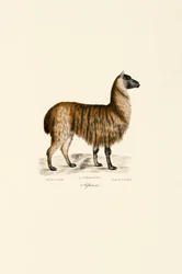 Alpaga (Vicugna pacos)