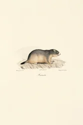Marmotte alpine