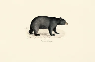 Ours noir d