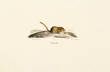 Souris sylvestre d