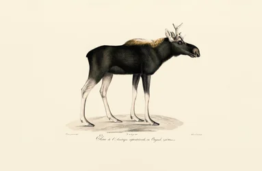 Élan d
