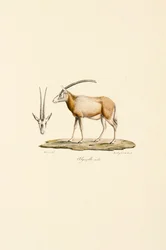 Gazelle d