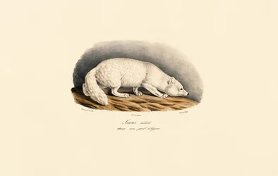 Renard arctique en manteau d