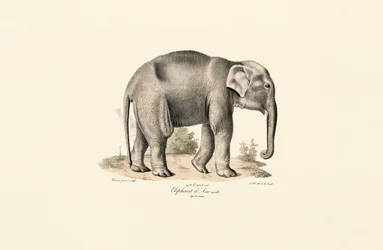 Éléphant d