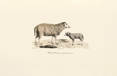Mouton Aurucan avec agneau