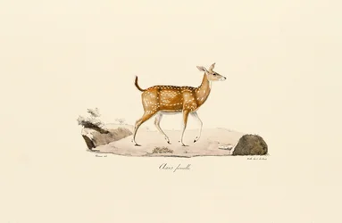 Chevreuil de l