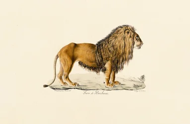 Profil du lion de Barbarie