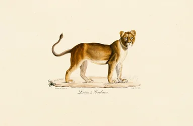 Profil de la lionne de Barbarie