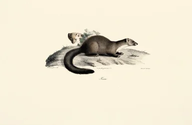 Martre en hêtre