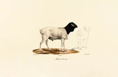 Mouton à tête noire