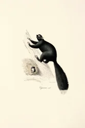 Capucin noir (mâle)