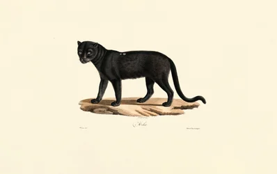 Jaguar noir (Panthera onca)