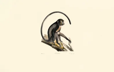 Singe araignée noir (Ateles)
