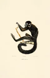 Atèle noir (mâle)