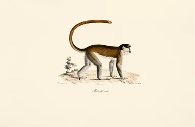 Singe bleu (Cercopithecus mitis)