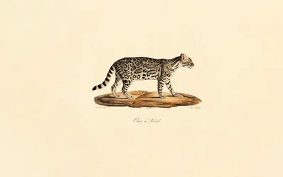 Chat tigré brésilien