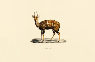 Bushbuck (mâle)