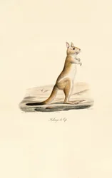 Lièvre sauteur du Cap