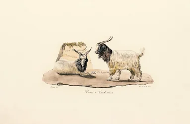 Chèvre cachemire