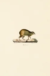 Agouti d