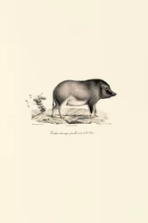 Porc domestique chinois