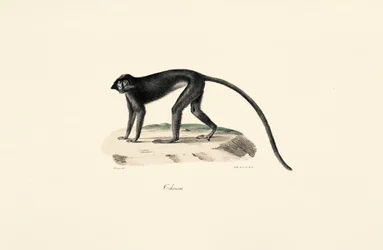 Singe colobe (Colobus guereza)