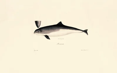 Grand dauphin