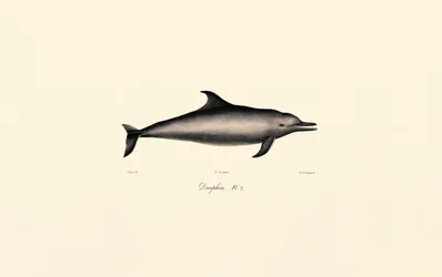 Dauphin commun (Delphinus delphis)