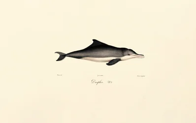 Dauphin commun (Delphinus delphis)