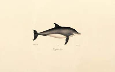 Dauphin commun (Delphinus delphis)