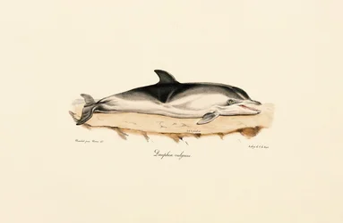 Dauphin commun