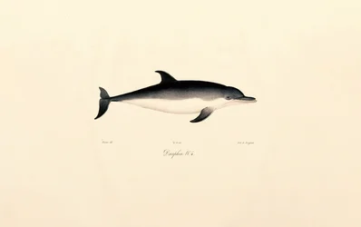 Dauphin commun