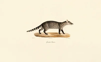 Génie commun
